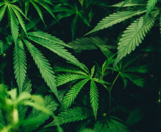 proceso de crecimiento de una planta de marihuana